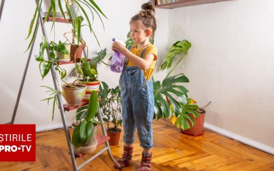 Plantele din casă: Pericol ascuns pentru copii. Ce riscă micuții