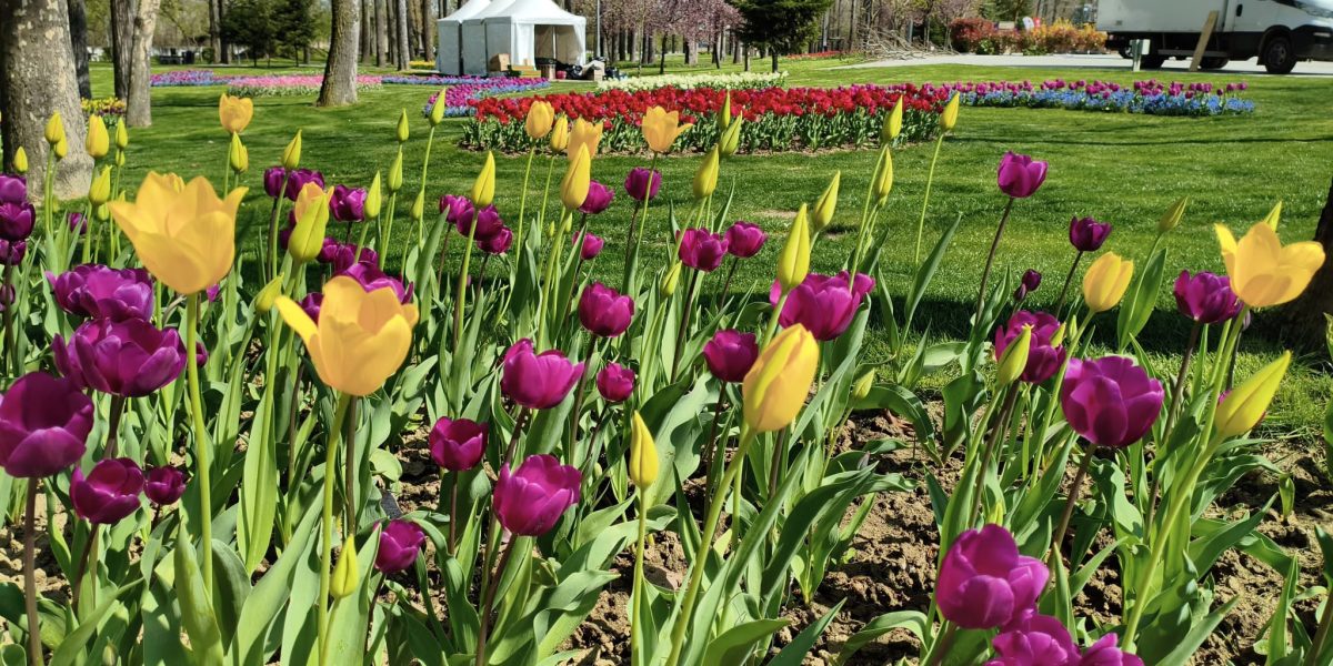 Lalele record la Pitești: Expoziție florală unică în România, cu soi rar