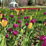 Lalele record la Pitești: Expoziție florală unică în România, cu soi rar