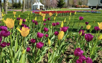 Lalele record la Pitești: Expoziție florală unică în România, cu soi rar