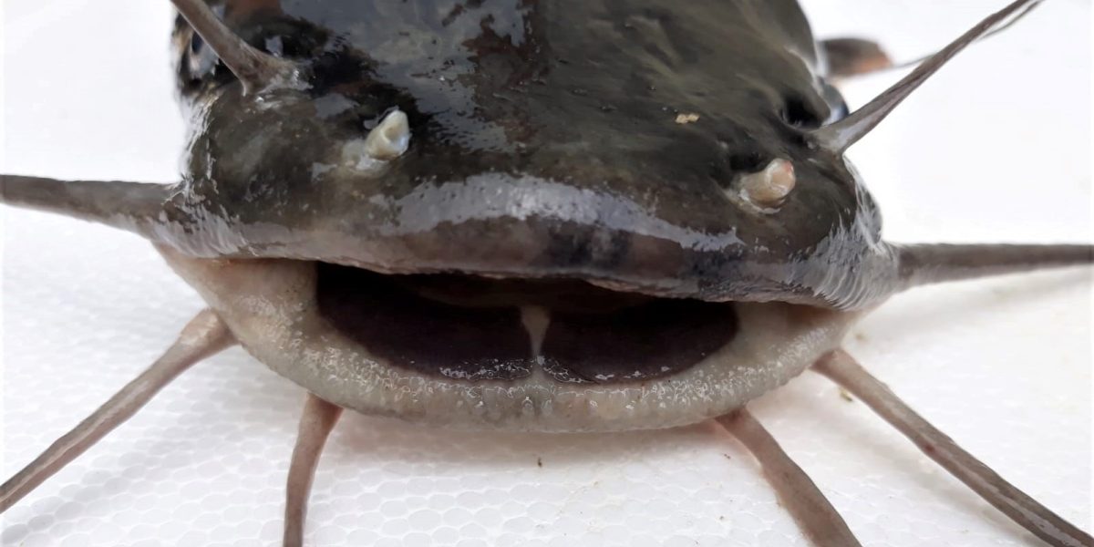 Reformulează acest titlu în stil jurnalistic românesc, 55-70 caractere, informativ și direct. Fără clișee sau formule introductive. Titlu: 500 de kilograme de somn / Era importat din Italia / ”O încercare clară de a introduce pe piață produse fără trasabilitate” REGULI STRICTE: – Răspunde cu UN SINGUR titlu, nimic altceva – Fără opțiuni, fără variante, fără numerotare – Fără a număra caracterele în răspuns – Fără ghilimele în jurul titlului – Fără majuscule la fiecare cuvânt (nu Title Case) – doar prima literă din propoziție și numele proprii – Fără punct la finalul titlului – Fără formatare markdown sau HTML – Fără două puncte (:) urmate de subtitlu generic – Prima literă din titlu trebuie să fie majusculă – Numele proprii cu majusculă (ex: Fritz, PSD, România)