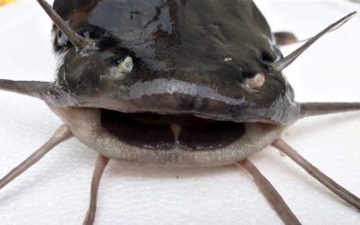 Reformulează acest titlu în stil jurnalistic românesc, 55-70 caractere, informativ și direct. Fără clișee sau formule introductive. Titlu: 500 de kilograme de somn / Era importat din Italia / ”O încercare clară de a introduce pe piață produse fără trasabilitate” REGULI STRICTE: – Răspunde cu UN SINGUR titlu, nimic altceva – Fără opțiuni, fără variante, fără numerotare – Fără a număra caracterele în răspuns – Fără ghilimele în jurul titlului – Fără majuscule la fiecare cuvânt (nu Title Case) – doar prima literă din propoziție și numele proprii – Fără punct la finalul titlului – Fără formatare markdown sau HTML – Fără două puncte (:) urmate de subtitlu generic – Prima literă din titlu trebuie să fie majusculă – Numele proprii cu majusculă (ex: Fritz, PSD, România)