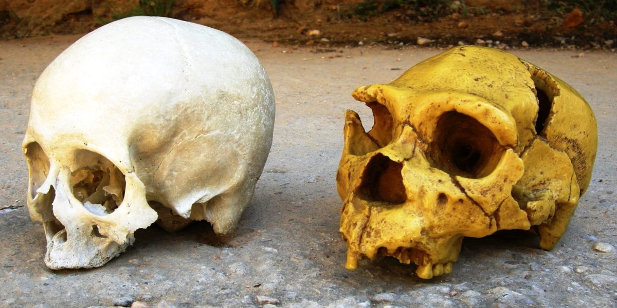 Cum ne influențează NEANDERTHALIENII azi: ADN-ul din noi încă lucrează!