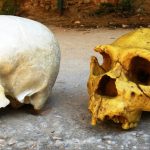 Cum ne influențează NEANDERTHALIENII azi: ADN-ul din noi încă lucrează!