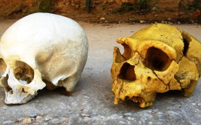 Cum ne influențează NEANDERTHALIENII azi: ADN-ul din noi încă lucrează!