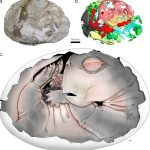Primele dovezi: Strămoșii mamiferelor depuneau ouă