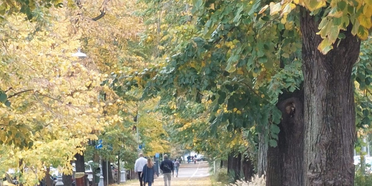 Declic, indignată de parcul Donald Trump din Sectorul 4