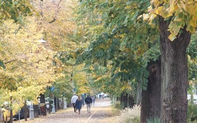 Declic, indignată de parcul Donald Trump din Sectorul 4