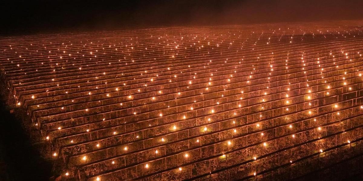 Fermă din Cluj, soluție șocantă anti-îngheț: A dat foc la 40.000 de euro