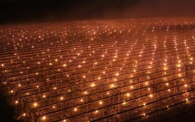 Fermă din Cluj, soluție șocantă anti-îngheț: A dat foc la 40.000 de euro