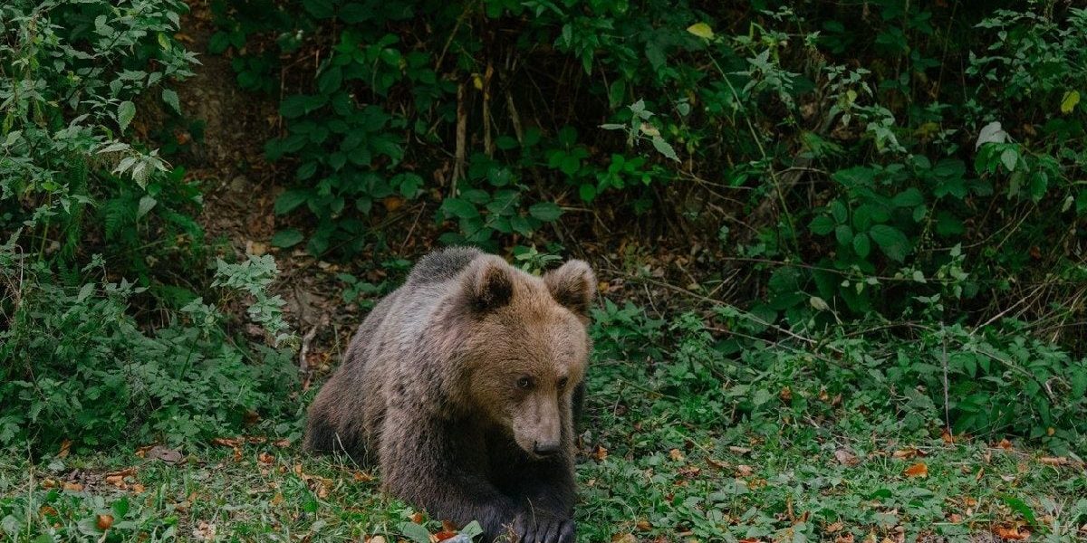 Urs brun din Brașov, ucis ilegal: Doi vânători, anchetați pentru crimă