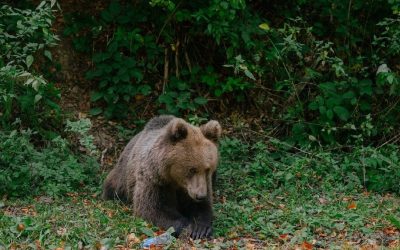 Urs brun din Brașov, ucis ilegal: Doi vânători, anchetați pentru crimă