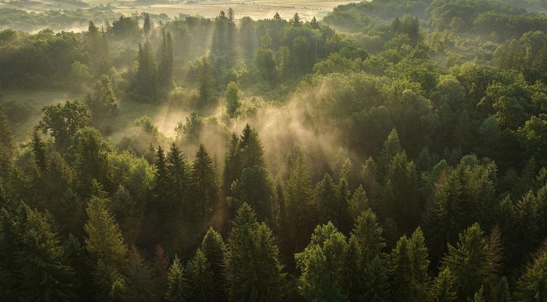 Pădurile seculare din Vânători NEAMȚ, pe Earth FM. Unde pot fi ascultate