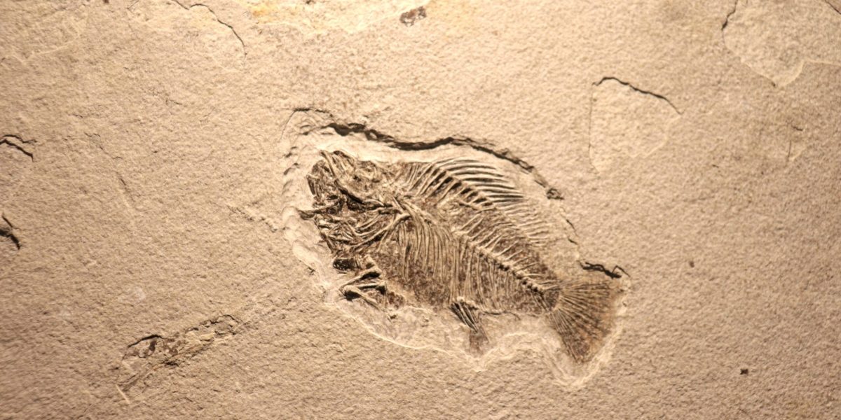 Viața pe pământ: Un salt uriaș mai devreme decât se credea