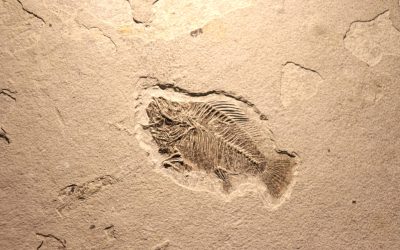 Viața pe pământ: Un salt uriaș mai devreme decât se credea