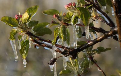 Vremea se schimbă radical: frig, ploi și ninsori în preajma Paștelui Bucurie slabă pentru cei care sperau la o primăvară timpurie