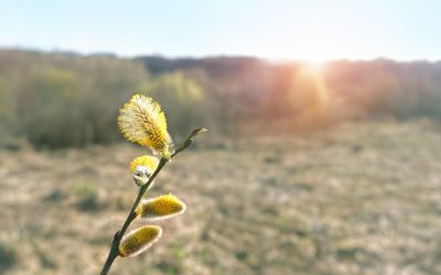 Vremea se schimbă radical: Zilele călduroase fac loc frigului și ploilor Atenție, români! Vremea se va răci semnificativ în următoarele două săptămâni, potrivit prognozelor meteo