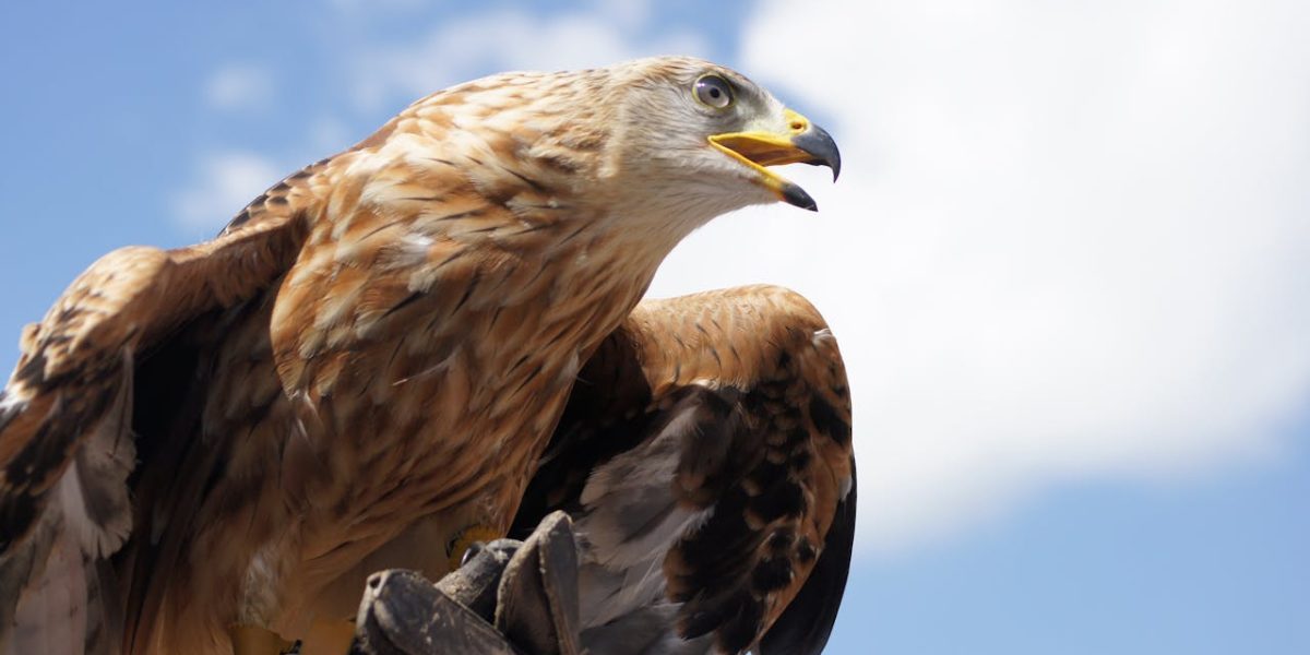 Vulturii Aurii, pasări regale, revin în ANGLIA după 150 de ani de absență?
