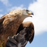 Vulturii Aurii, pasări regale, revin în ANGLIA după 150 de ani de absență?