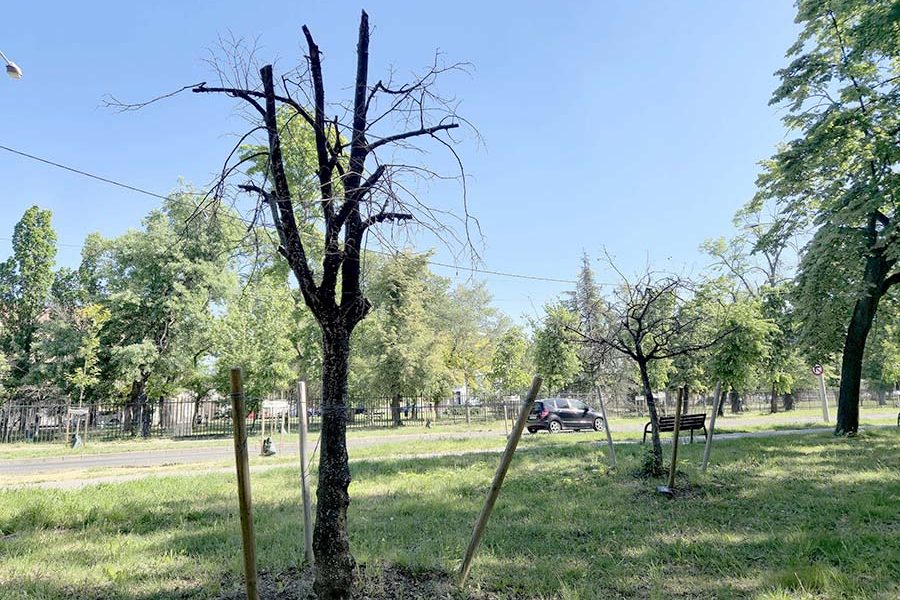 Un SINGUR copac supraviețuiește mutării controversate din București, din 15!
