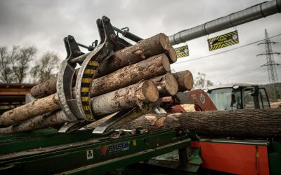 Hoții de lemne, prinși de IA: Cum va schimba Inteligența Artificială pădurile