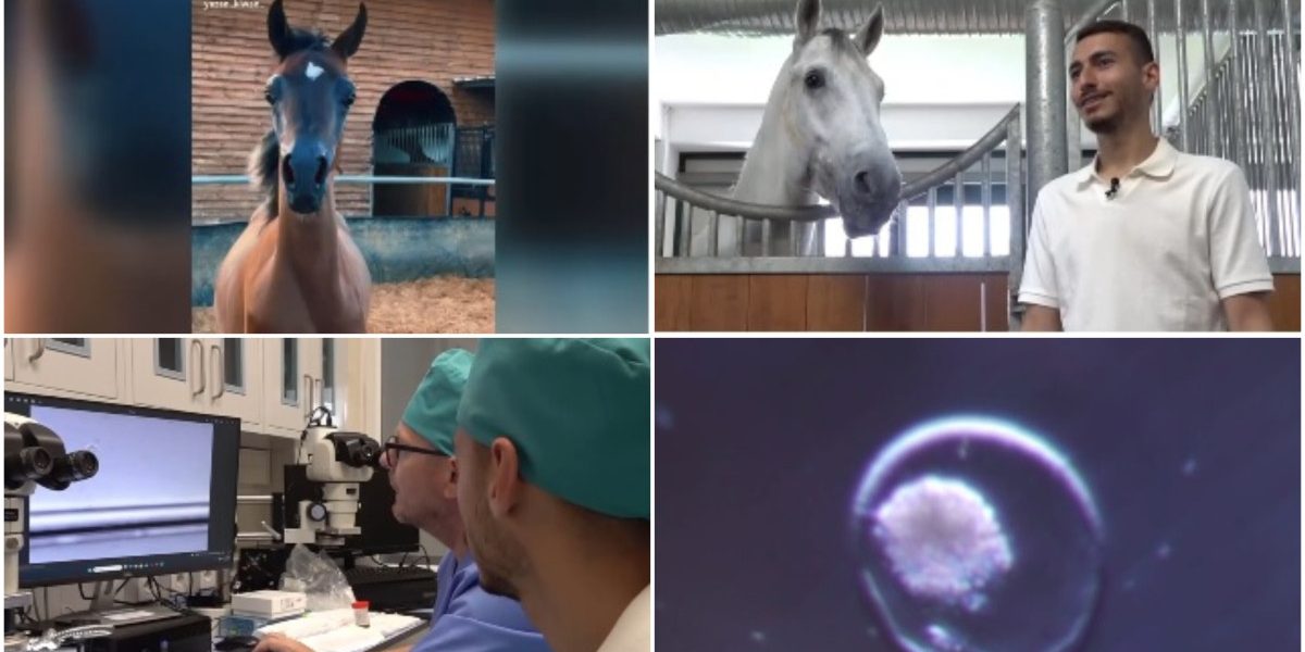 În Iași, cai pursânge arabi prin fertilizare in vivo și mame surogat. Succes în Israel