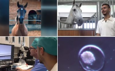 În Iași, cai pursânge arabi prin fertilizare in vivo și mame surogat. Succes în Israel
