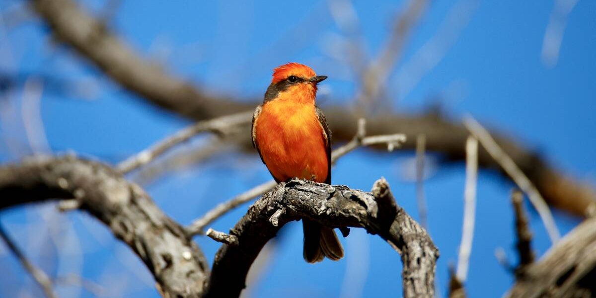 A Vermillion Flycatcher perches on a branch on Friday, May 8, 2026, in Primm. (Kristen DiChiara ...