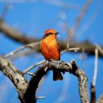 A Vermillion Flycatcher perches on a branch on Friday, May 8, 2026, in Primm. (Kristen DiChiara ...