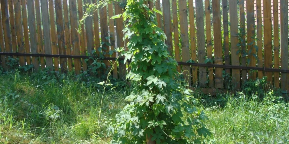 Români, treziți-vă! Un kg din planta asta, cât un salariu în Vest!