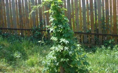 Români, treziți-vă! Un kg din planta asta, cât un salariu în Vest!