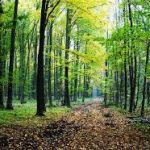 Secetă și caniculă: Pădurile din silvostepă, în SUFERINȚĂ