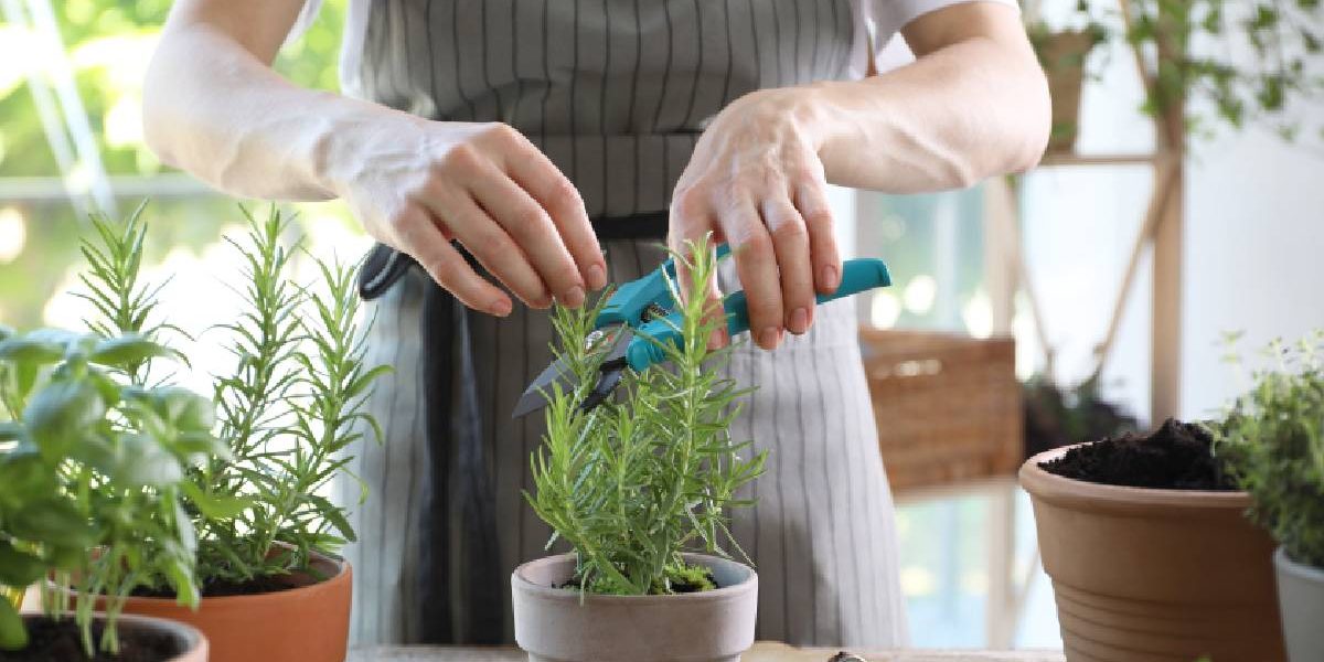 Menta, busuioc, cimbru: Ce plante alungă arsurile din stomac, în Mai?