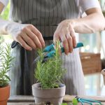 Menta, busuioc, cimbru: Ce plante alungă arsurile din stomac, în Mai?