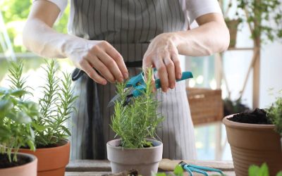 Menta, busuioc, cimbru: Ce plante alungă arsurile din stomac, în Mai?