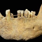 Schelet medieval cu mister: Ce ascundea între dinți, de fapt?