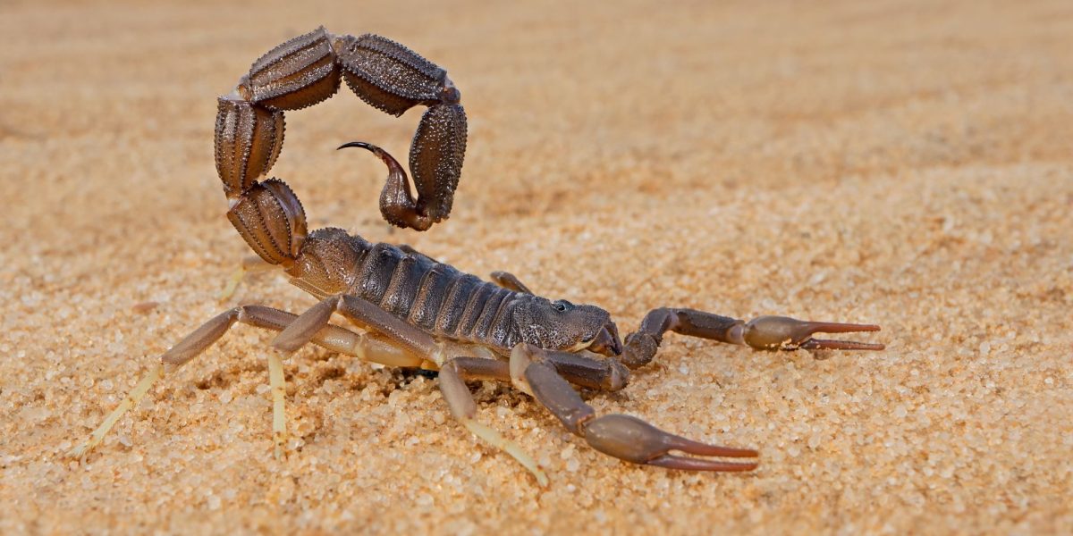 Metalul SECRET din scorpionii: Ce au descoperit cercetătorii