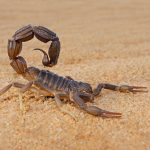 Metalul SECRET din scorpionii: Ce au descoperit cercetătorii