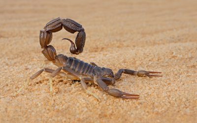 Metalul SECRET din scorpionii: Ce au descoperit cercetătorii