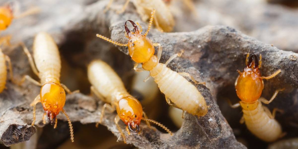Cum distrugi termite și salvezi Rapid mobila din lemn