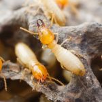 Cum distrugi termite și salvezi Rapid mobila din lemn