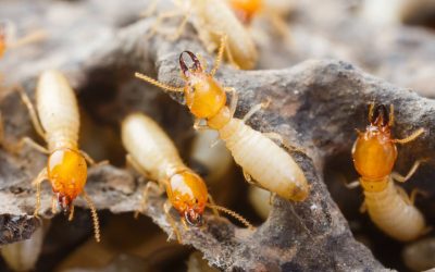 Cum distrugi termite și salvezi Rapid mobila din lemn