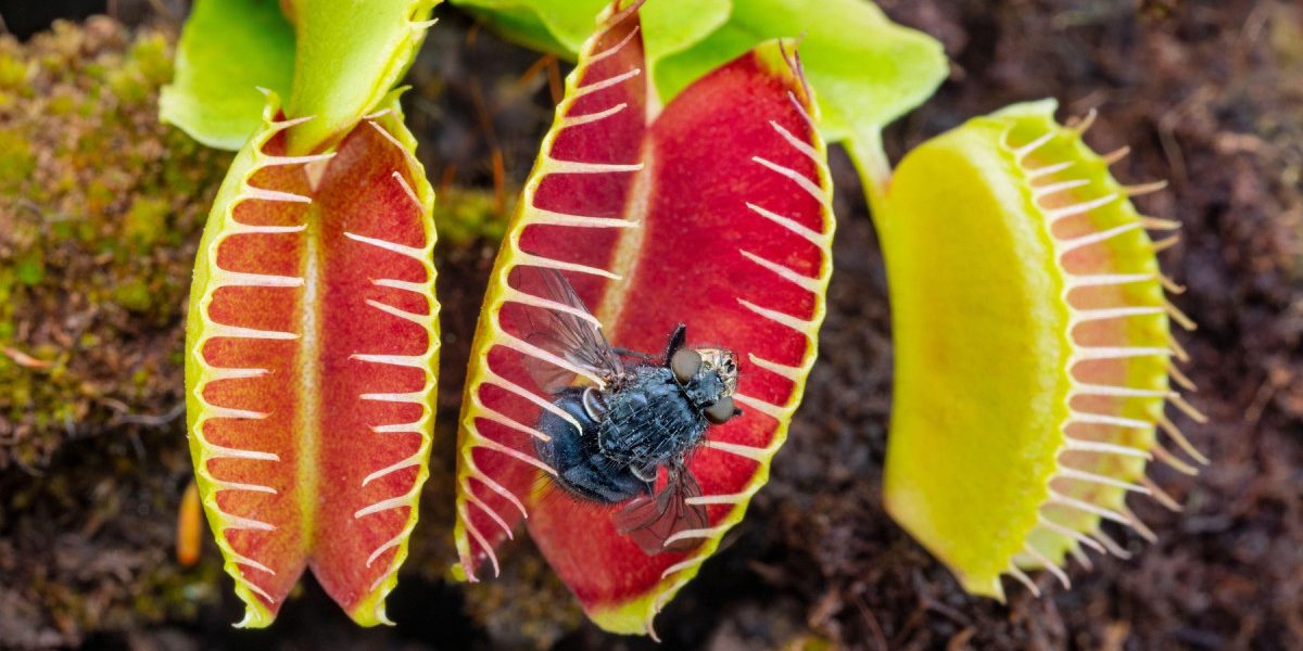 Planta carnivoră-Capcana lui Venus: Mecanismul uimitor de prindere