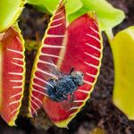 Planta carnivoră-Capcana lui Venus: Mecanismul uimitor de prindere