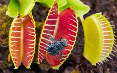 Planta carnivoră-Capcana lui Venus: Mecanismul uimitor de prindere