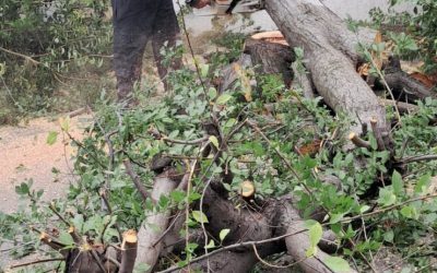 Furtună devastatoare: Copaci rupți, zeci de mașini distruse în 6 județe