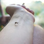 De ce țânțarii te aleg pe tine: Știința mușcăturilor selective