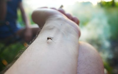 De ce țânțarii te aleg pe tine: Știința mușcăturilor selective