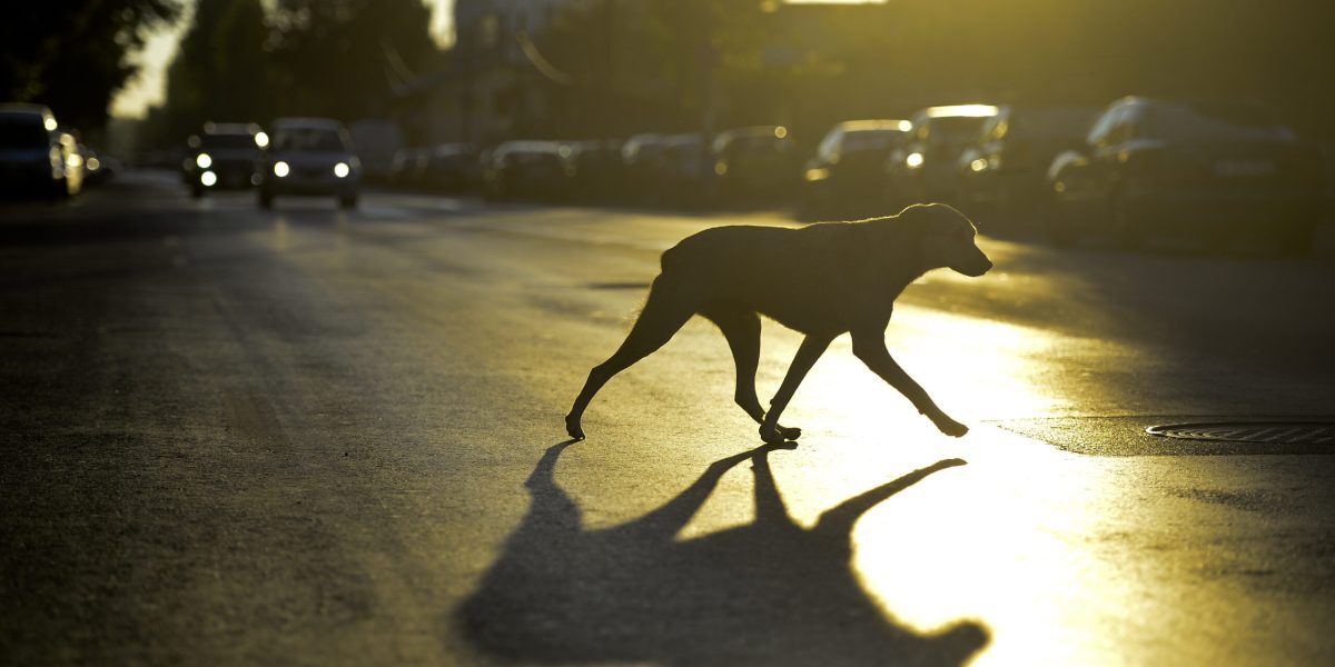 Animalele îți miros frica: Ce se ascunde în ele