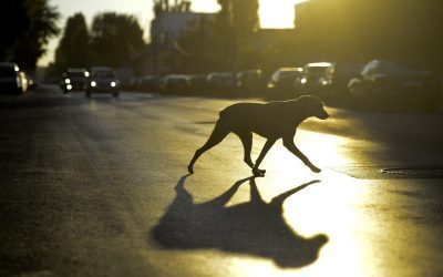 Animalele îți miros frica: Ce se ascunde în ele